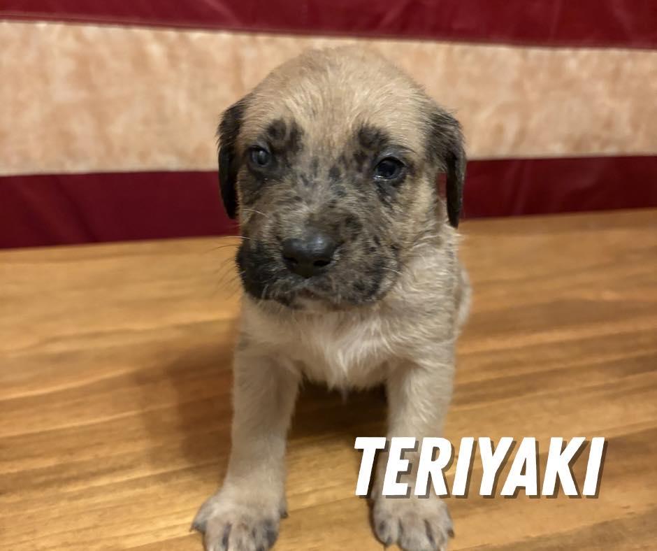 Enlarge Teriyaki, an adopted Mixed Breed in Shalimar, FL image 1/1