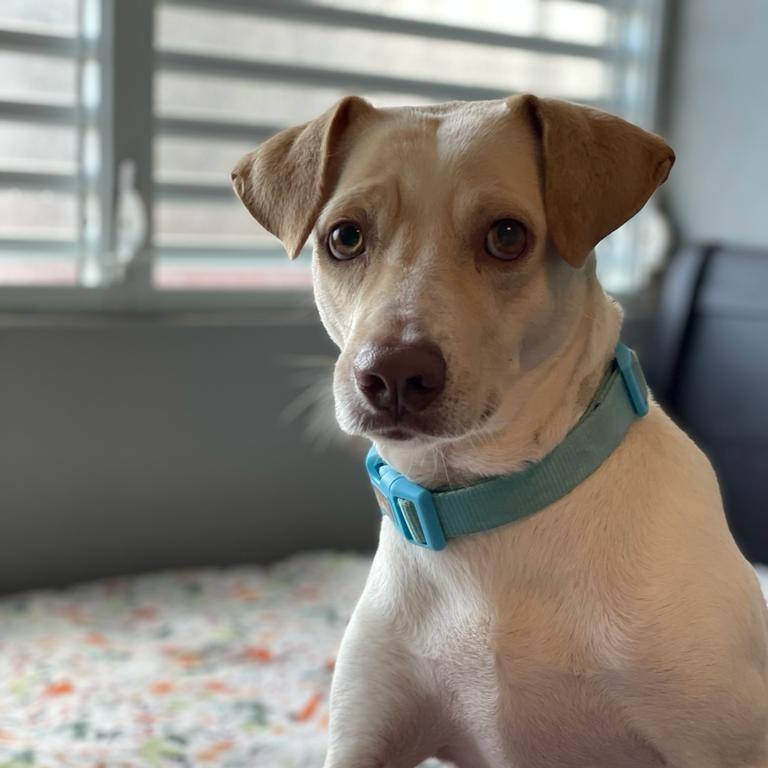 Enlarge Palomo, a Adoptable mixed breed in Garnet Valley , PA image 8/11