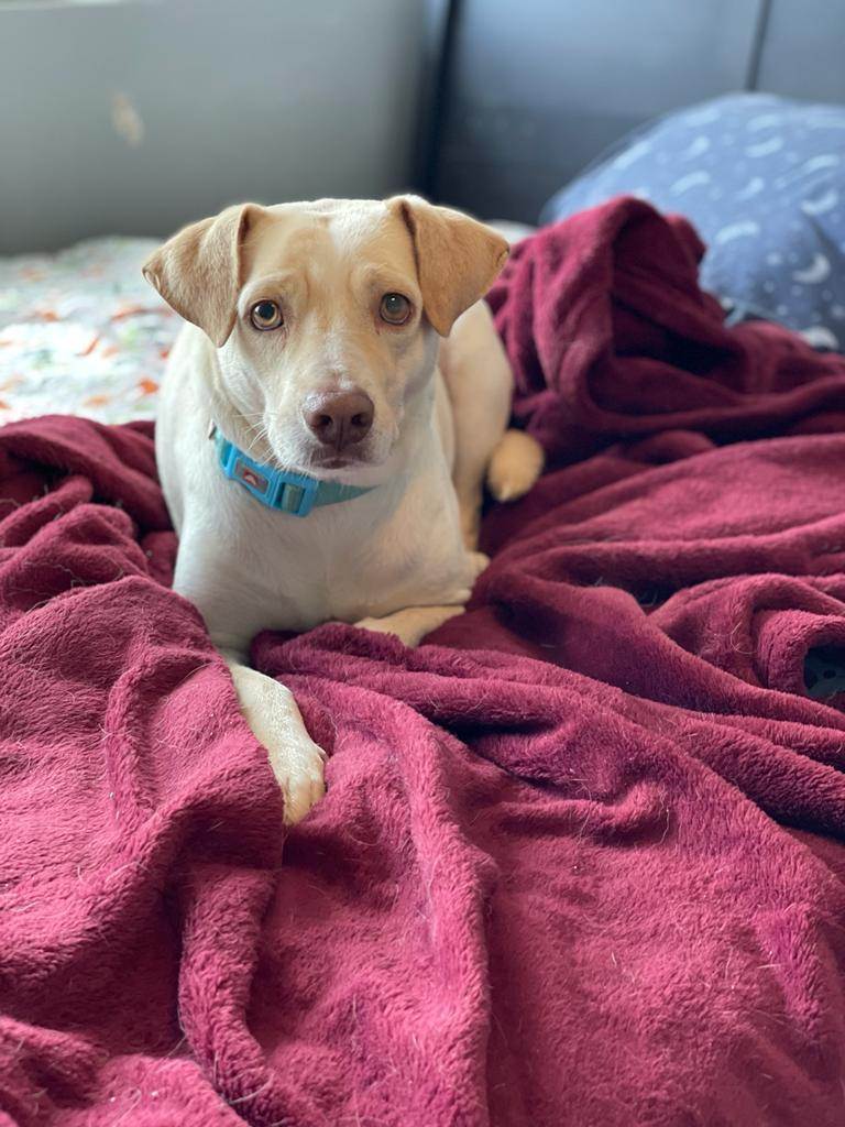 Enlarge Palomo, a Adoptable mixed breed in Garnet Valley , PA image 9/11