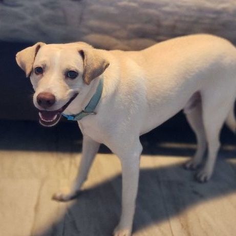 Enlarge Palomo, a Adoptable mixed breed in Garnet Valley , PA image 11/11