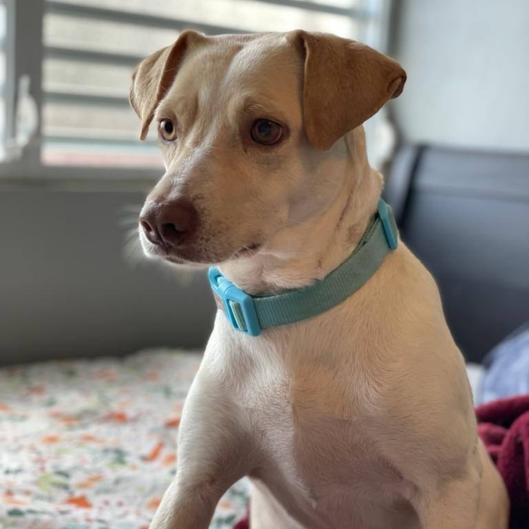 Palomo, Adoptable, Young Male Labrador Retriever & Beagle.