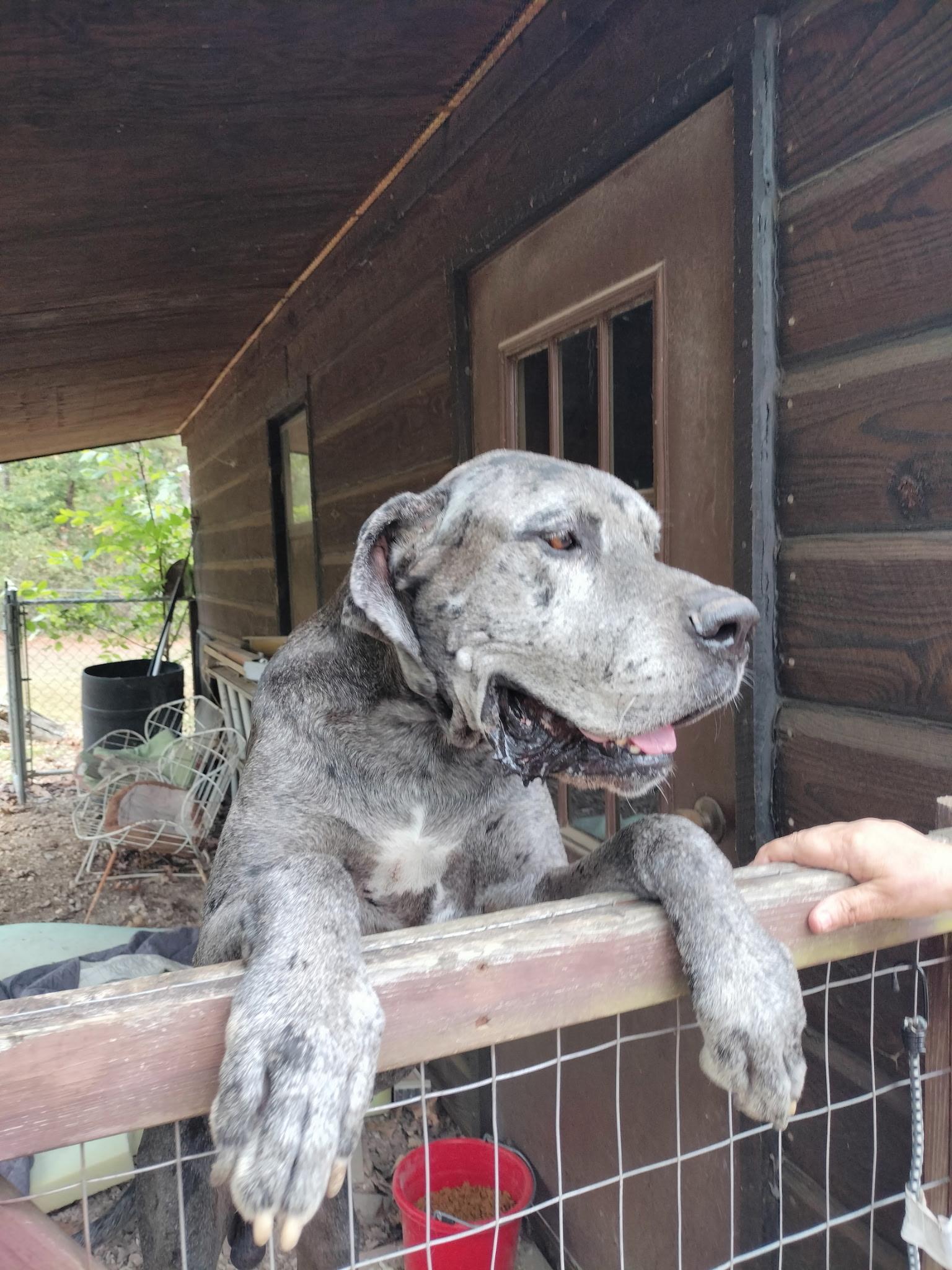 Enlarge Bentley & Belle, a Adoptable Great Dane in Melbourne, AR image 3/6