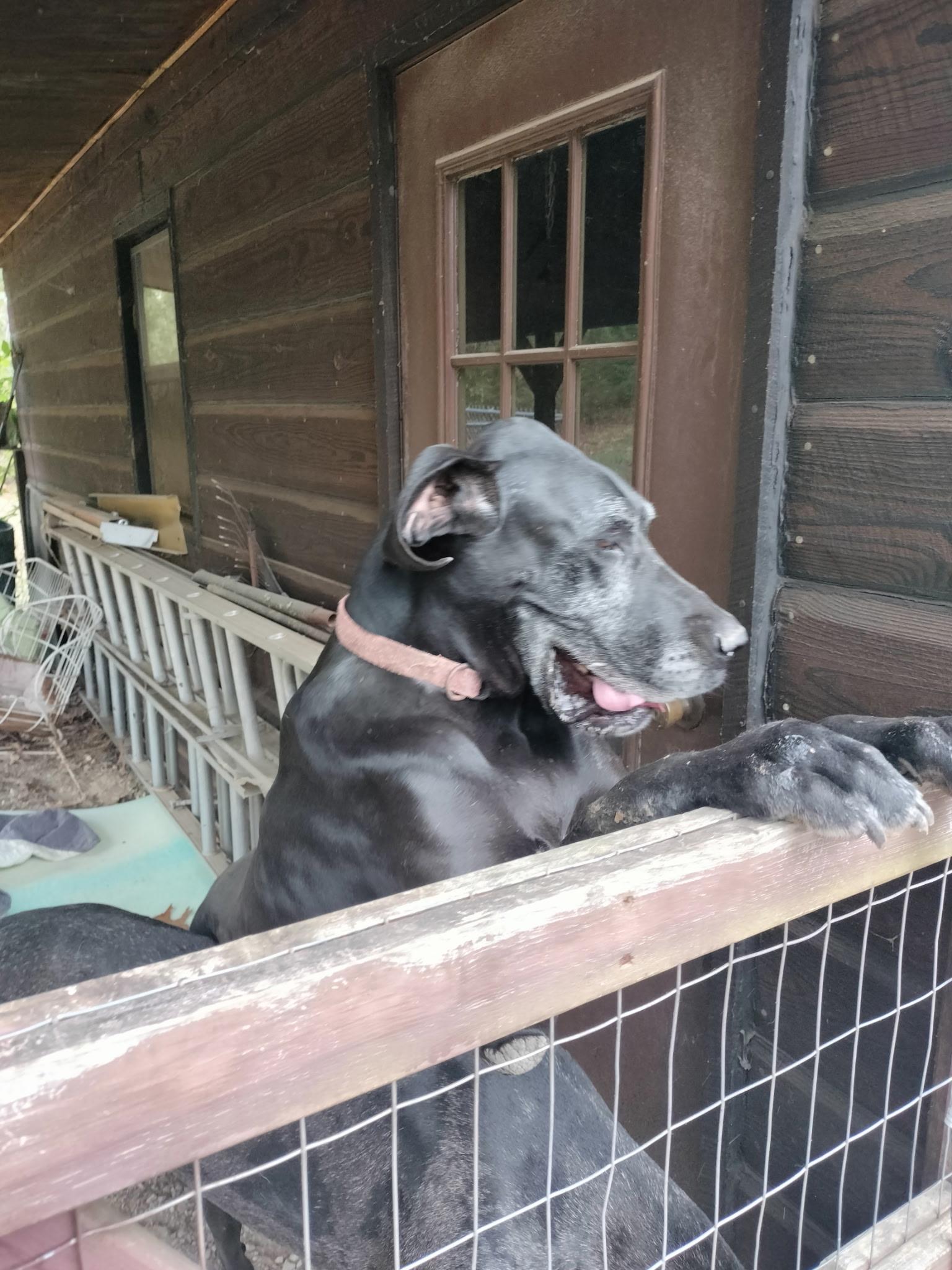 Enlarge Bentley & Belle, a Adoptable Great Dane in Melbourne, AR image 2/6