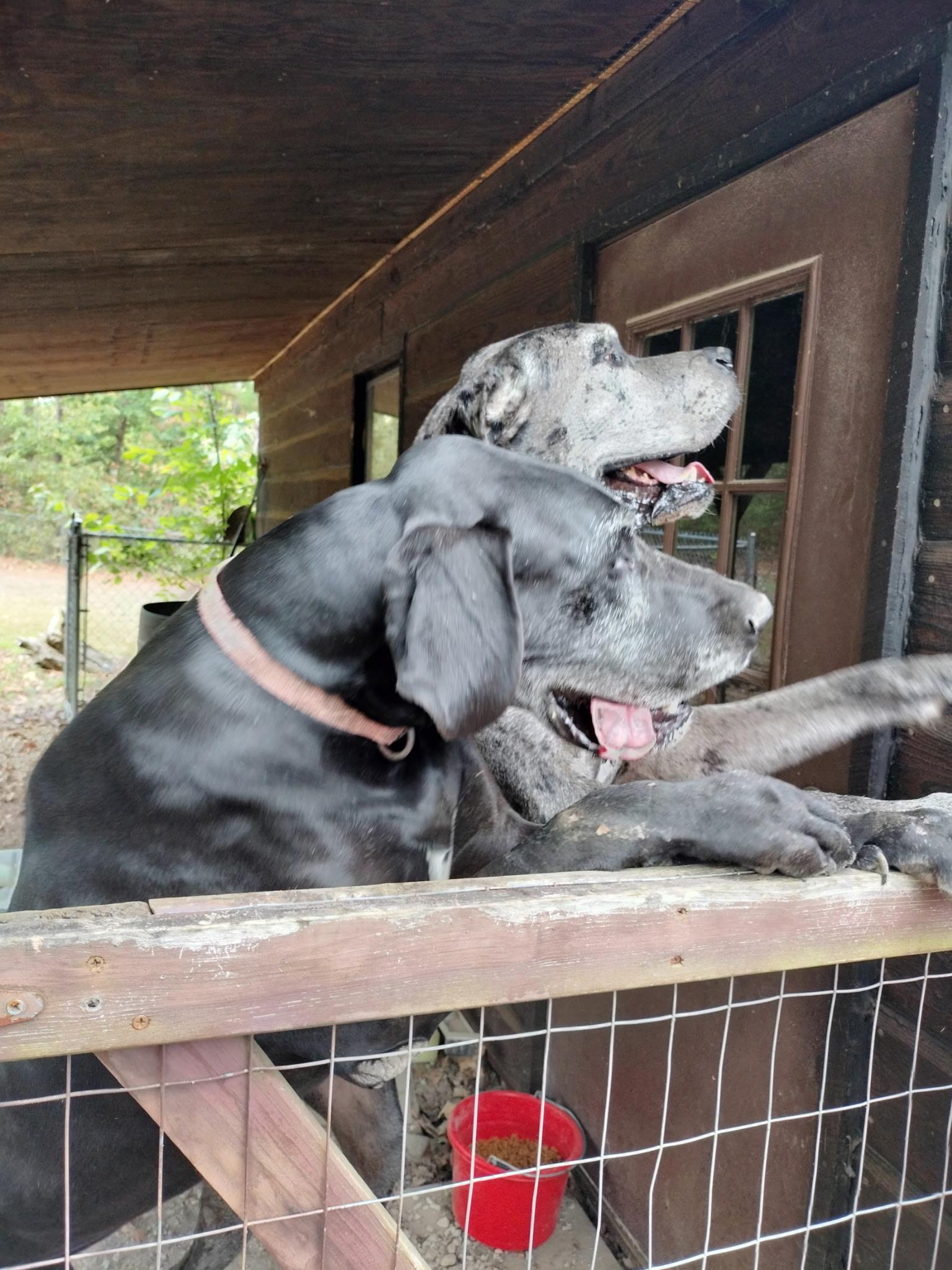 Enlarge Bentley & Belle, a Adoptable Great Dane in Melbourne, AR image 1/6