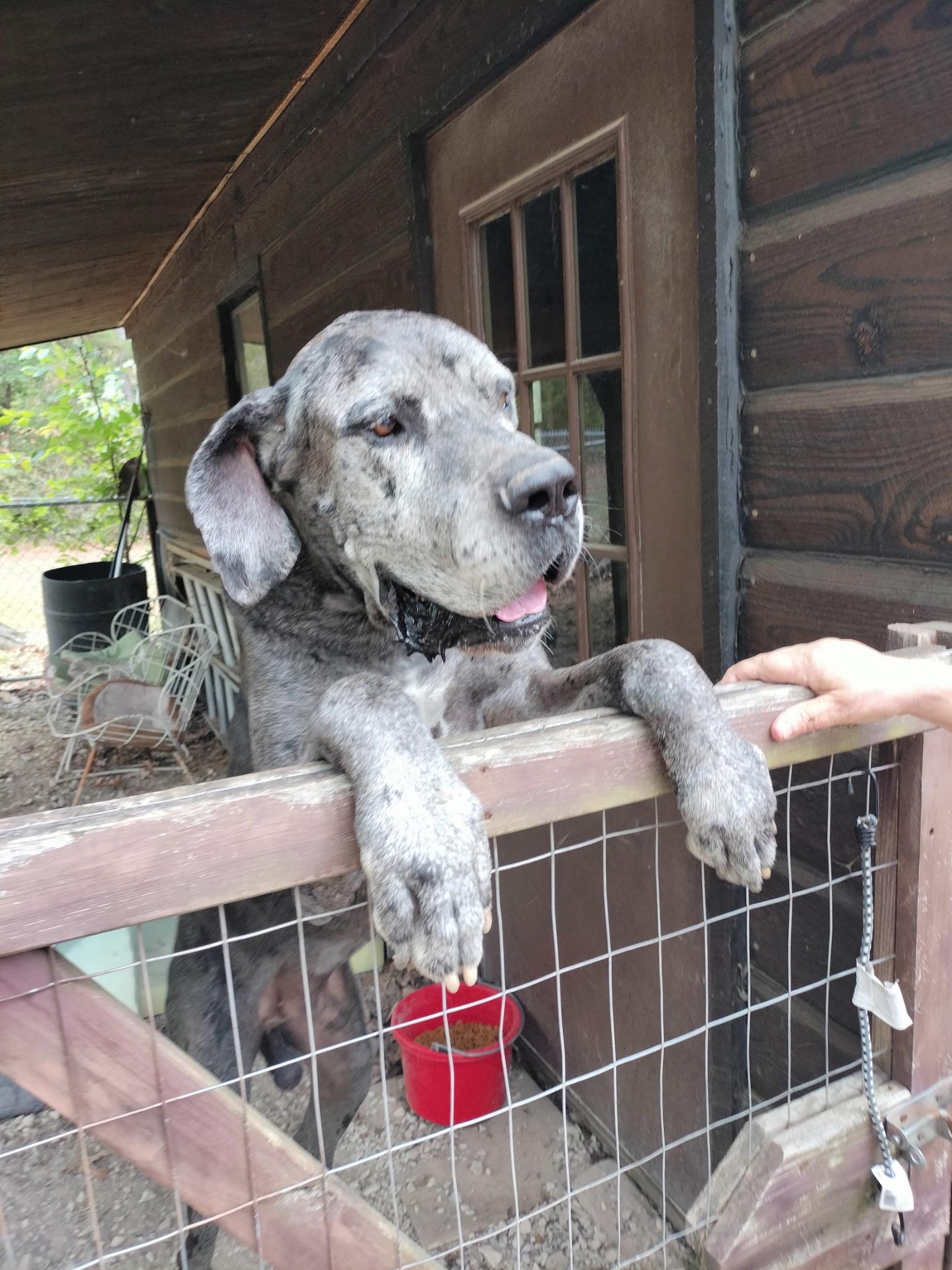 Enlarge Bentley & Belle, a Adoptable Great Dane in Melbourne, AR image 6/6