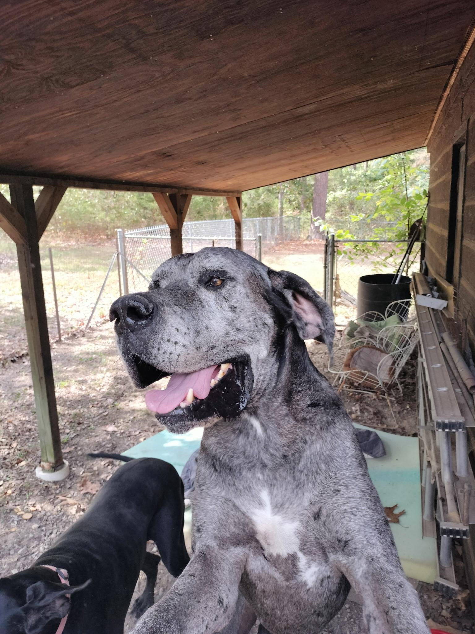 Enlarge Bentley & Belle, a Adoptable Great Dane in Melbourne, AR image 4/6