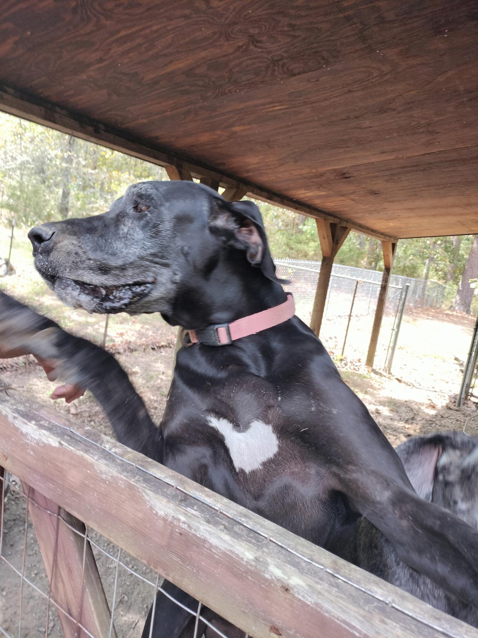 Enlarge Bentley & Belle, a Adoptable Great Dane in Melbourne, AR image 5/6