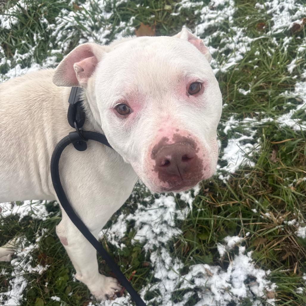 Wesker, Adoptable, Senior Male Mixed Breed.