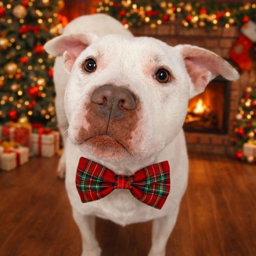 Enlarge Wesker, a Adoptable mixed breed in Binghamton, NY image 2/6