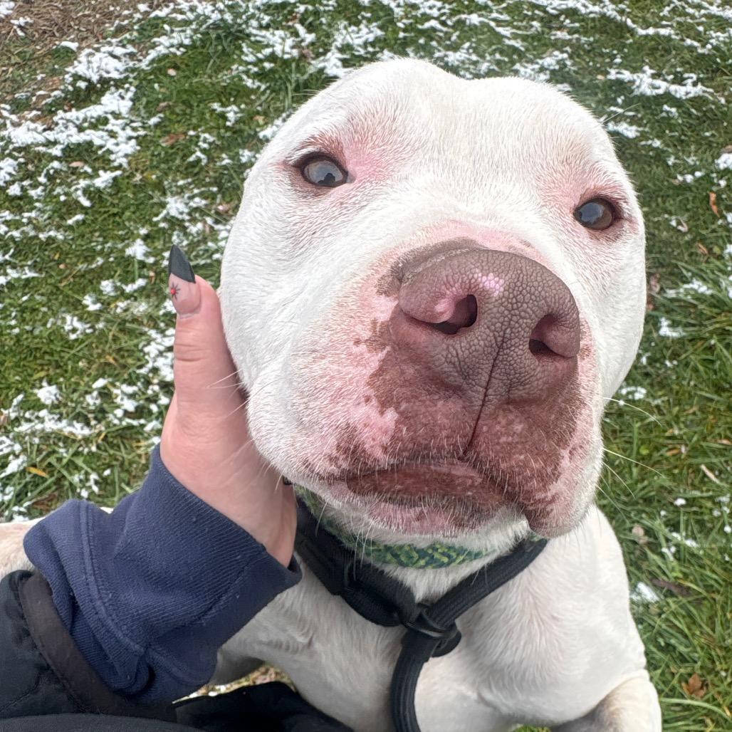 Enlarge Wesker, a Adoptable mixed breed in Binghamton, NY image 3/6