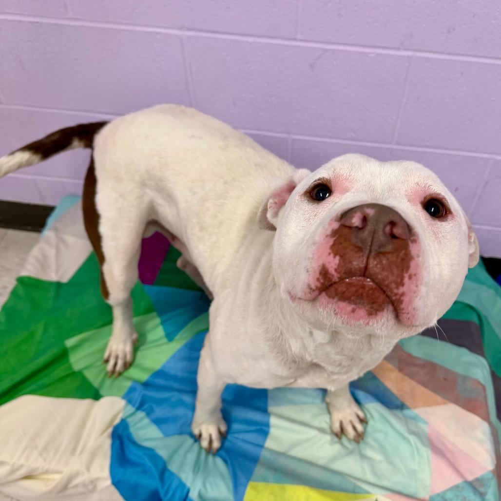 Enlarge Wesker, a Adoptable mixed breed in Binghamton, NY image 4/6