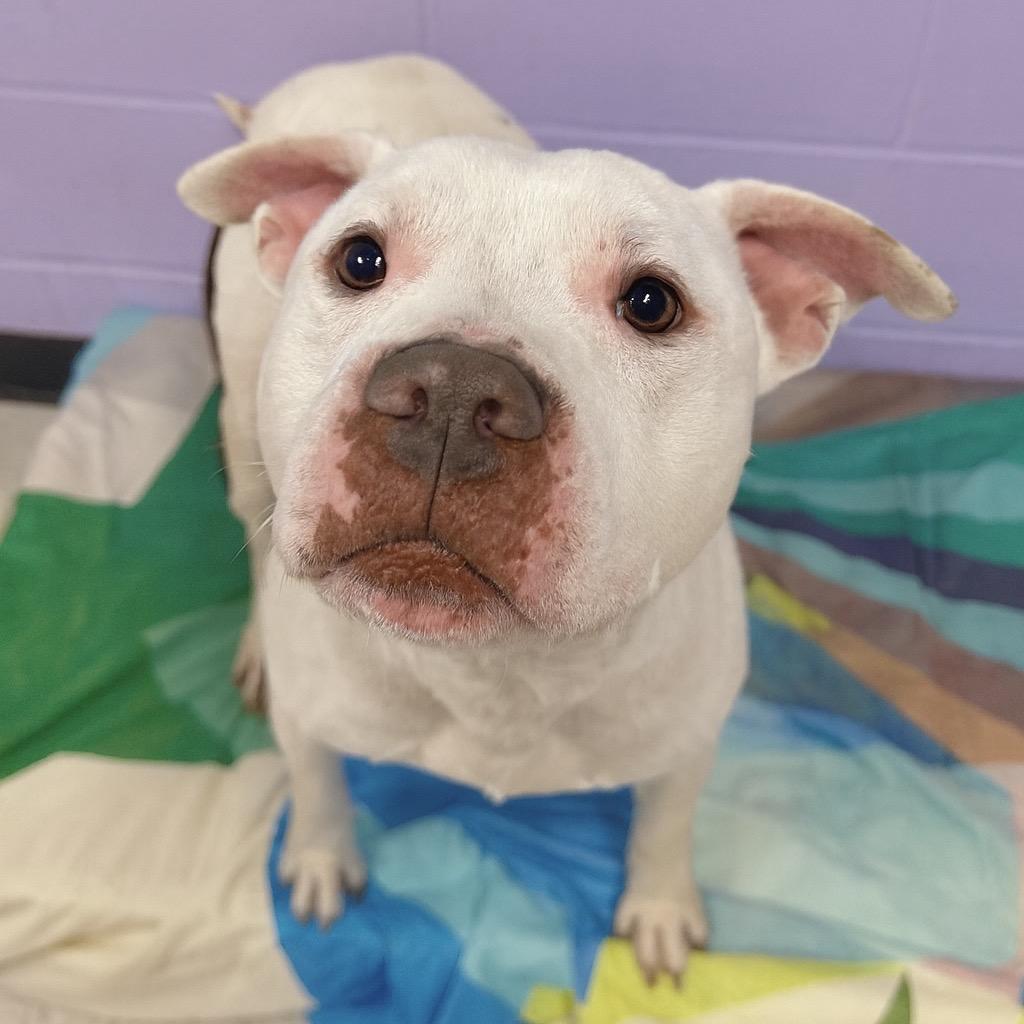 Enlarge Wesker, a Adoptable mixed breed in Binghamton, NY image 5/6