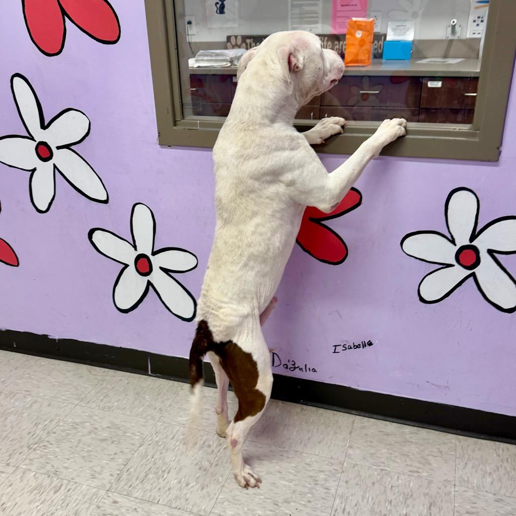 Enlarge Wesker, a Adoptable mixed breed in Binghamton, NY image 6/6