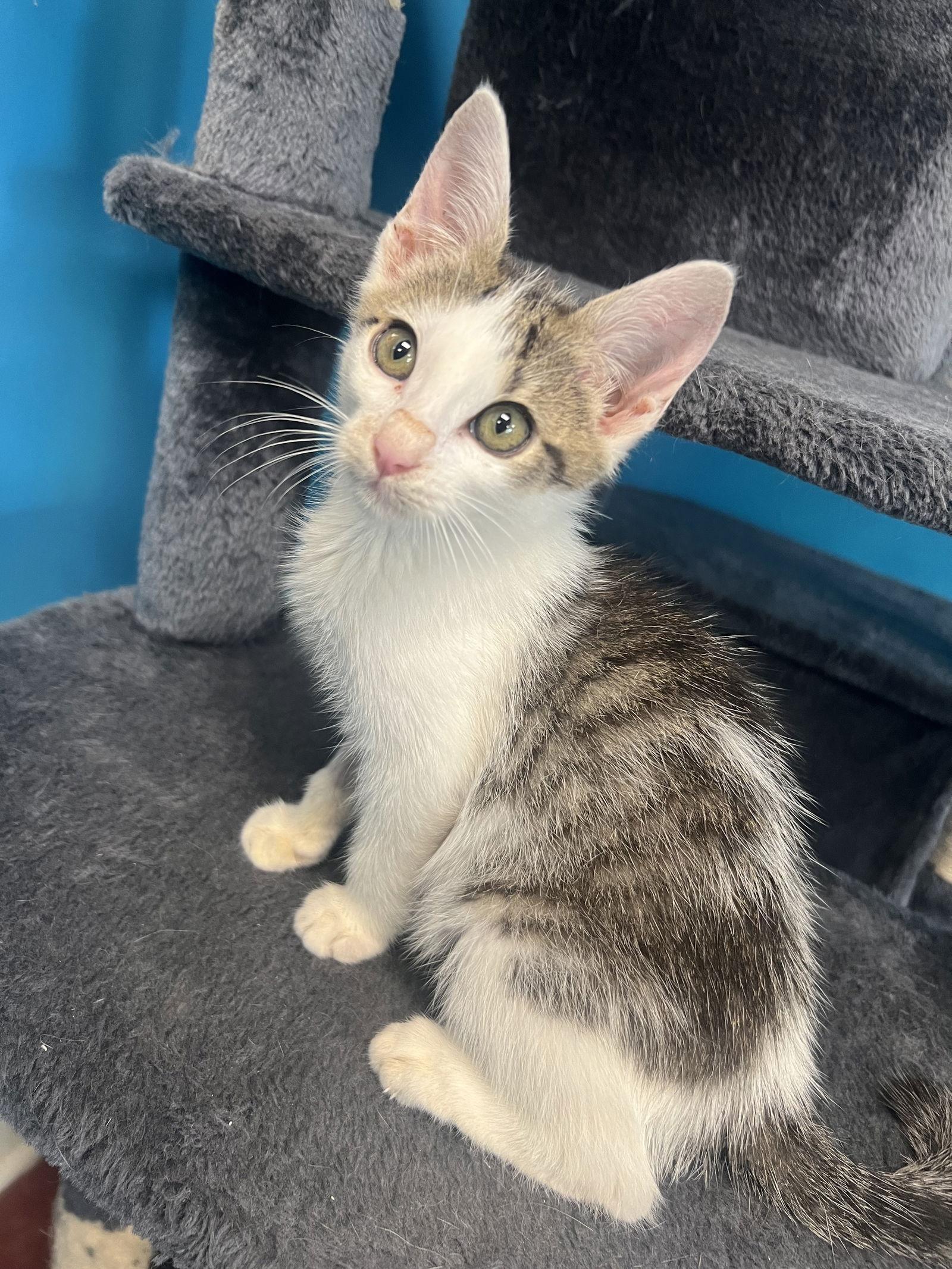 Bowie, Adopted, Kitten Male Tabby.