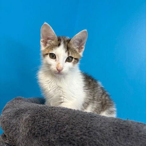 Enlarge Bowie, a Adopted Tabby in Stone Mountain, GA image 3/3