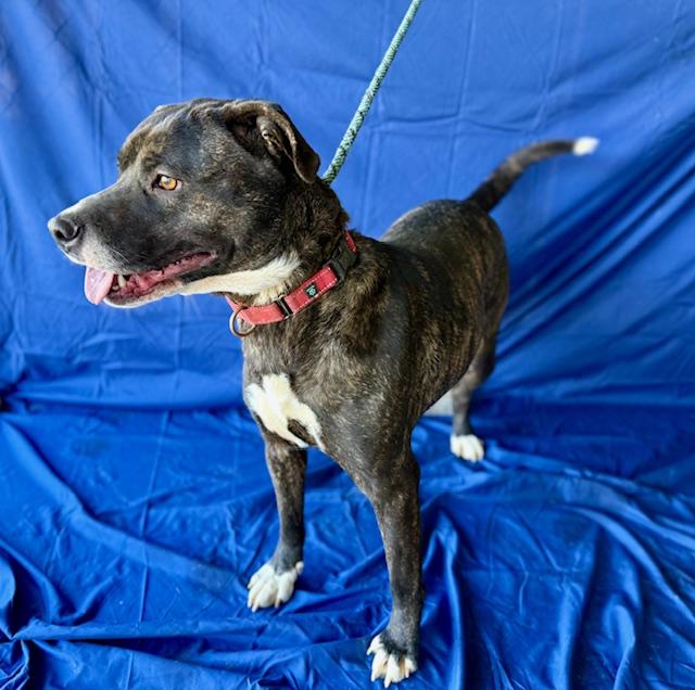 Hailey (Courtesy Posting), a Adoptable mixed breed in Chesapeake, VA image 3/3