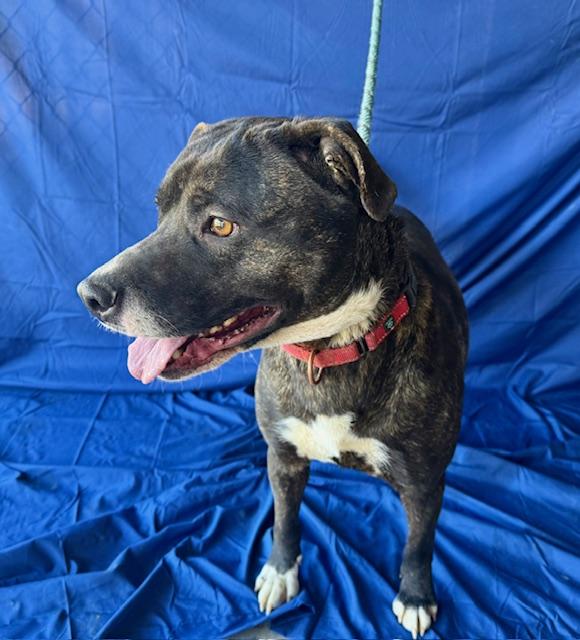 Hailey (Courtesy Posting), a Adoptable mixed breed in Chesapeake, VA image 1/3