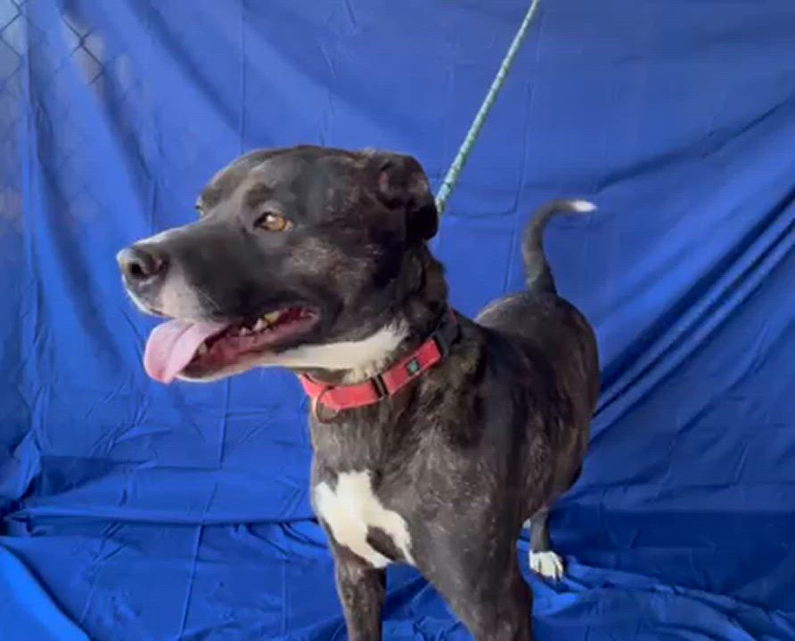 Enlarge Hailey (Courtesy Posting), a Adoptable mixed breed in Chesapeake, VA video 2/3