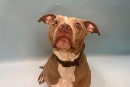 Harvey, Adoptable, Adult Male Pit Bull Terrier & Mixed Breed.