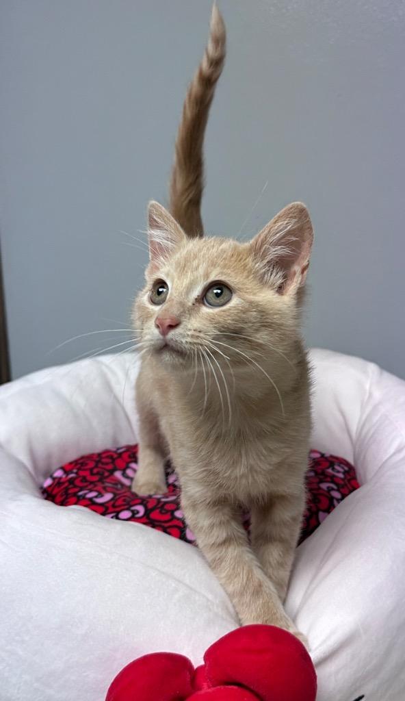 Denji, Adoptable, Kitten Male Domestic Short Hair.