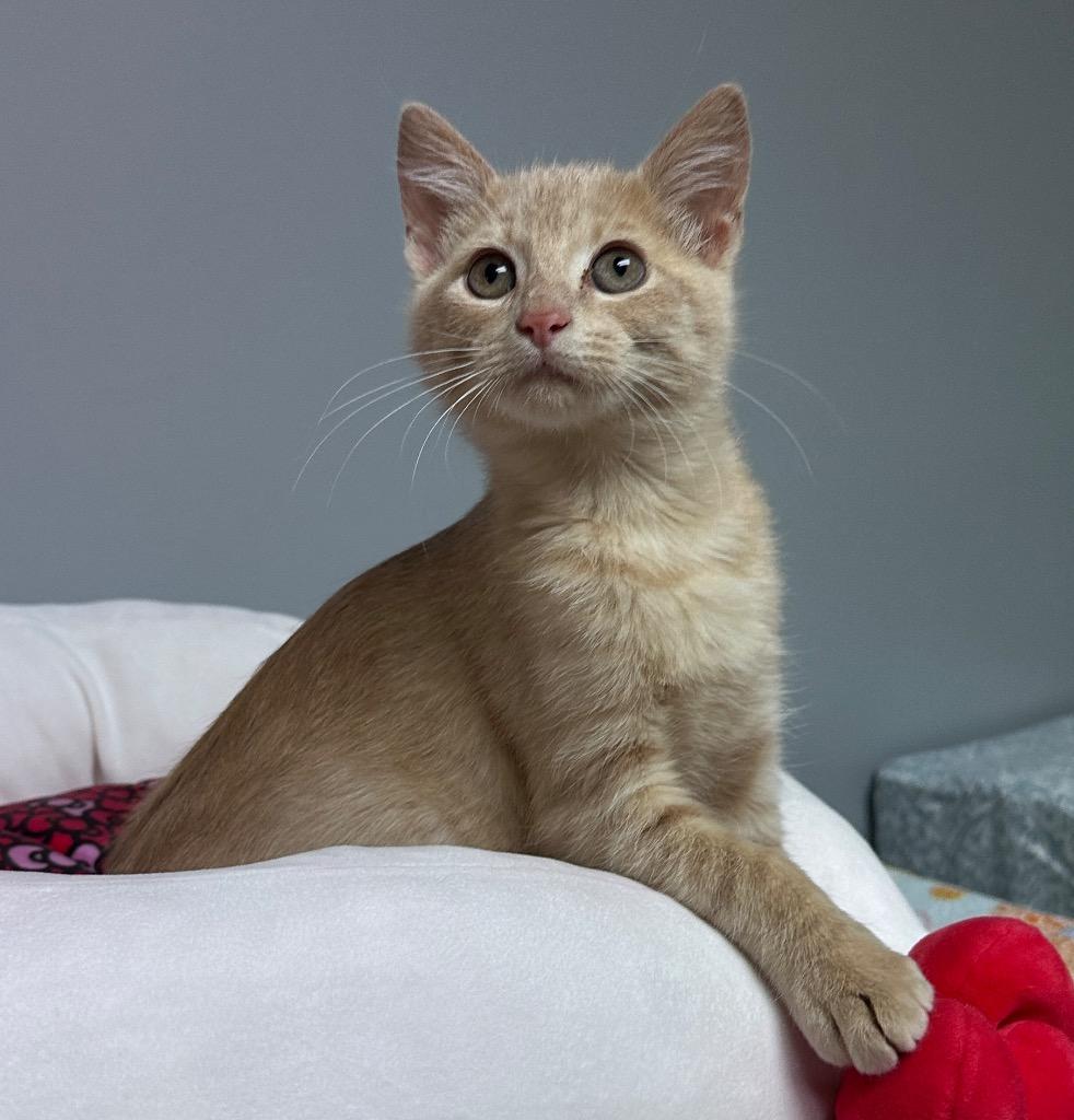 Denji, a Adoptable mixed breed in Waynesville, MO image 2/2