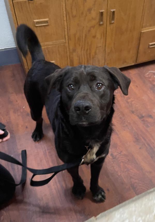 Enlarge Eddy, a Adoptable mixed breed in Salmon Arm, BC image 1/6