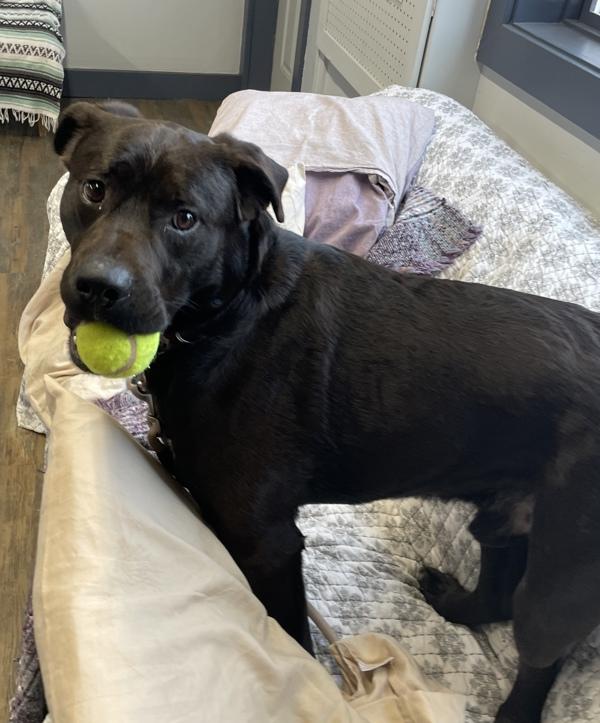 Enlarge Eddy, a Adoptable mixed breed in Salmon Arm, BC image 2/6