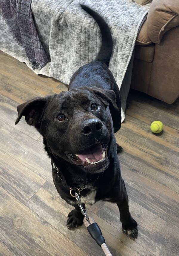 Enlarge Eddy, a Adoptable mixed breed in Salmon Arm, BC image 3/6