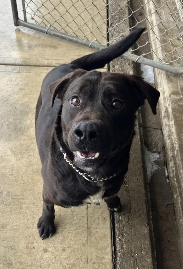 Enlarge Eddy, a Adoptable mixed breed in Salmon Arm, BC image 4/6