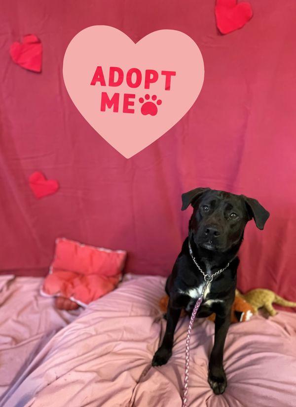 Enlarge Eddy, a Adoptable mixed breed in Salmon Arm, BC image 5/6