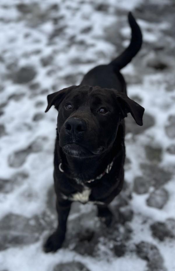 Enlarge Eddy, a Adoptable mixed breed in Salmon Arm, BC image 6/6