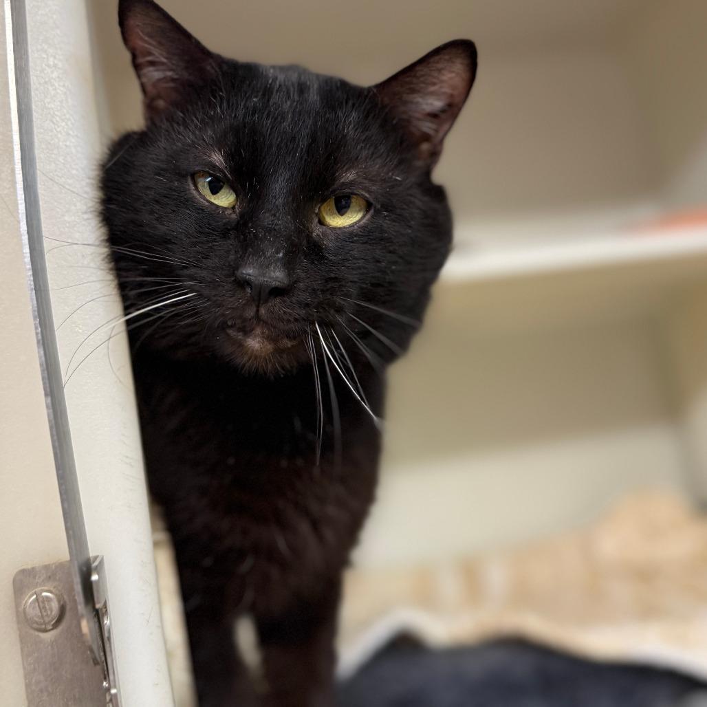 Moose, Adoptable, Adult Male Domestic Short Hair.