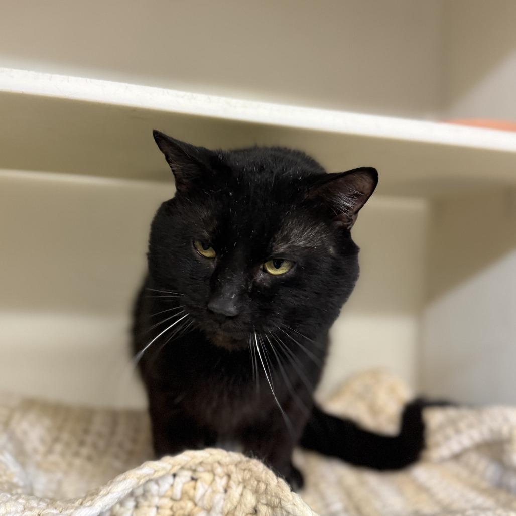 Moose, a Adoptable Domestic Short Hair in Madison, WI image 2/3