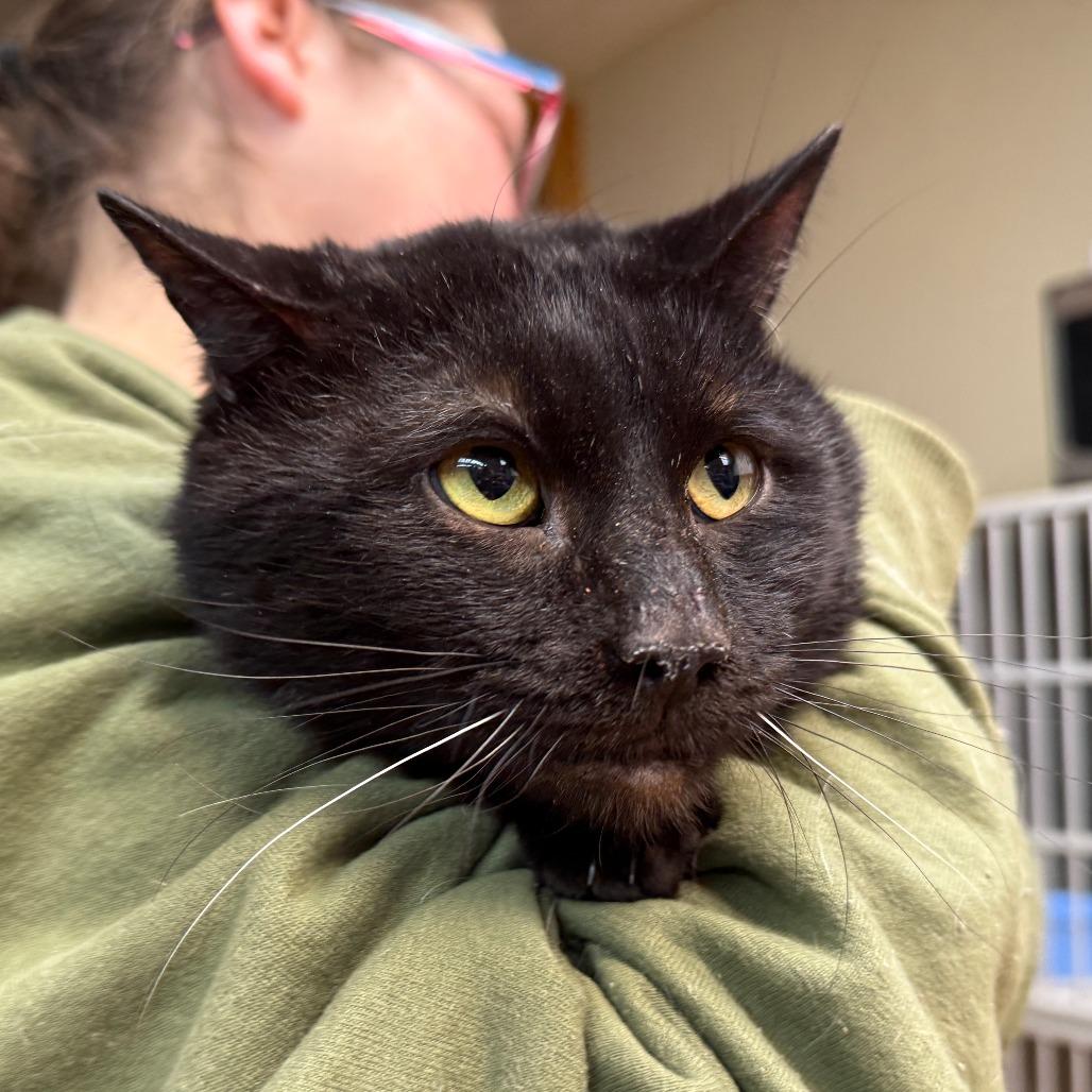 Moose, a Adoptable Domestic Short Hair in Madison, WI image 3/3