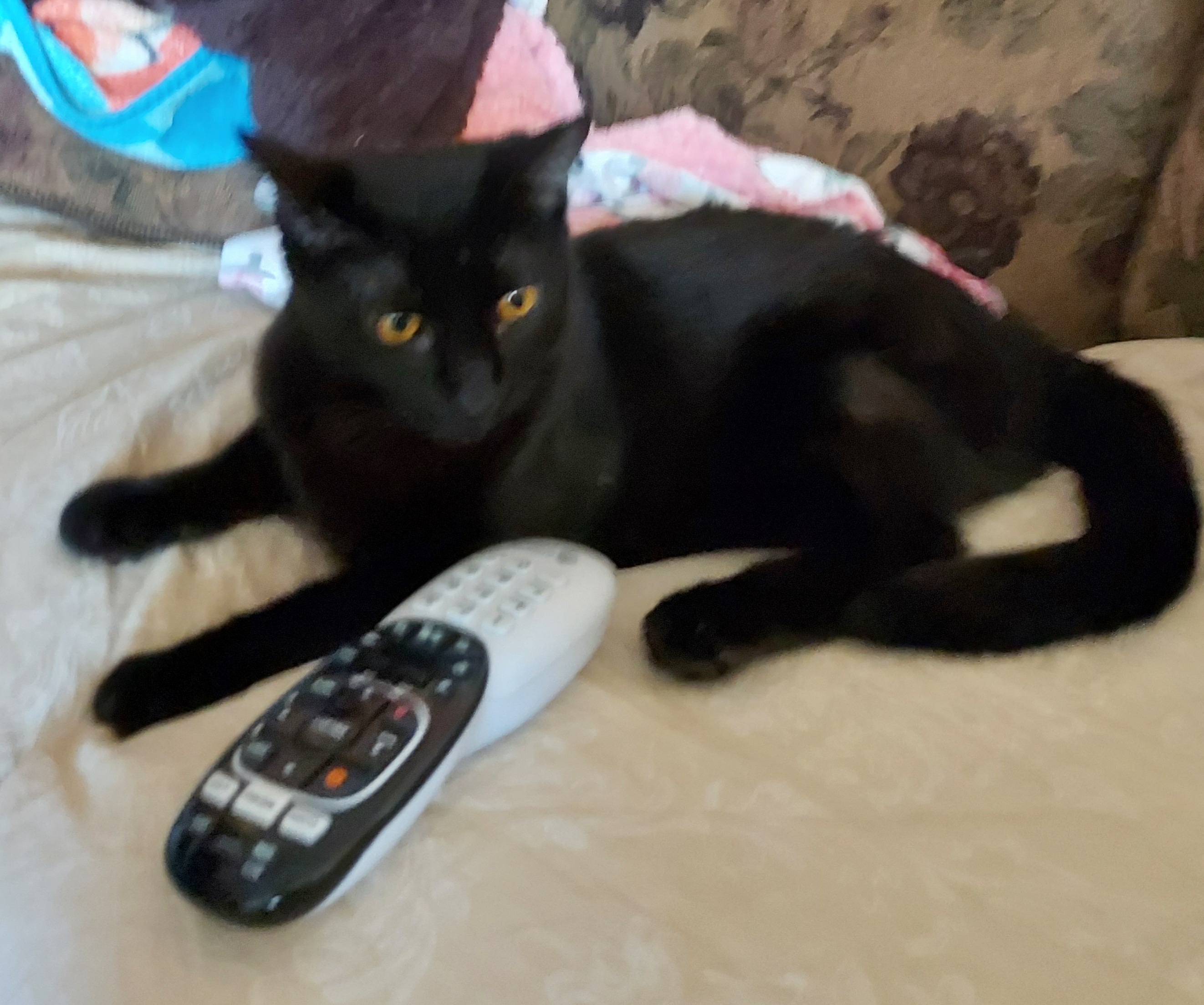 Bodhi, Adoptable, Adult Male American Shorthair.