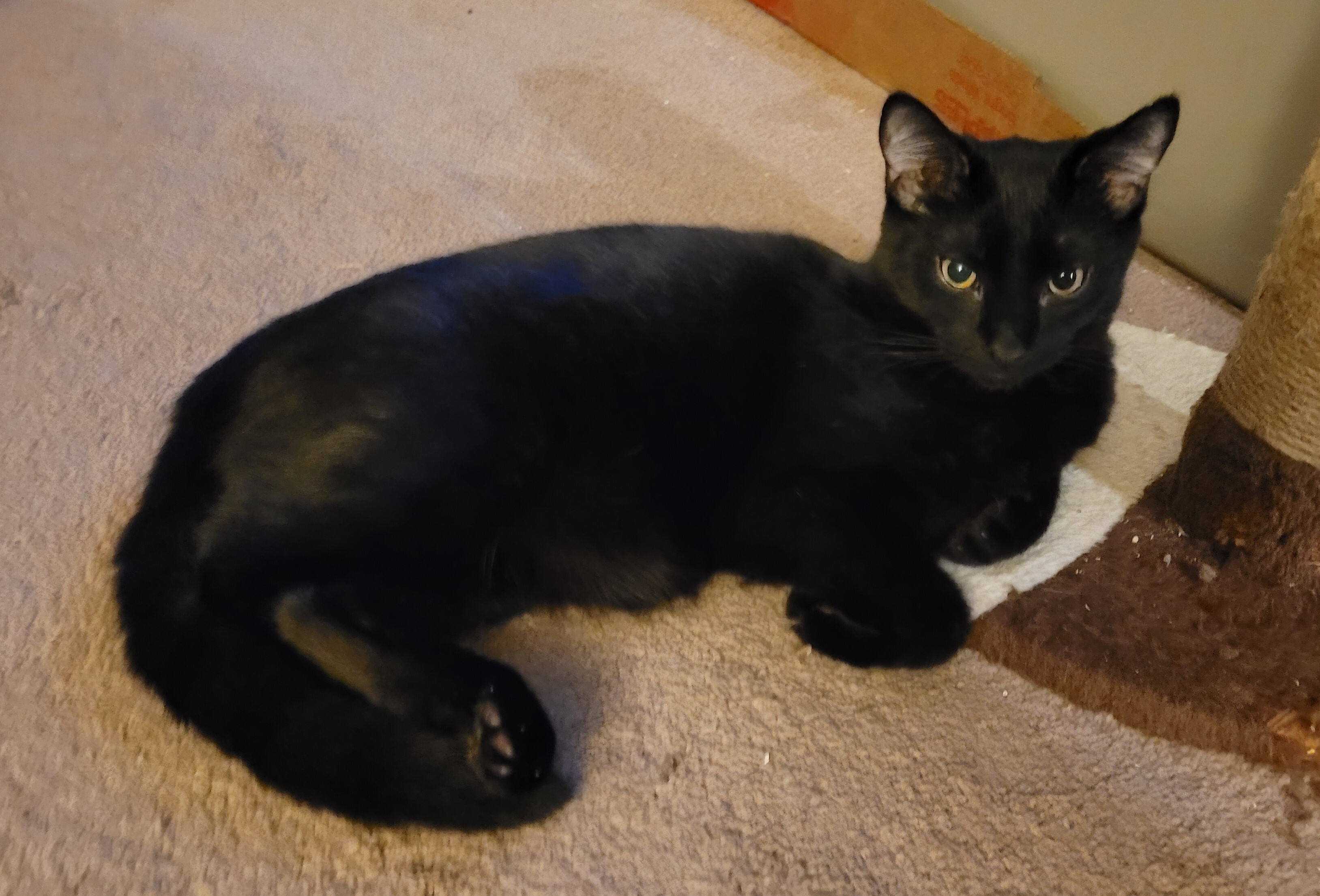 Enlarge Bodhi, a Adoptable American Shorthair in RIVERSIDE, CA image 2/6