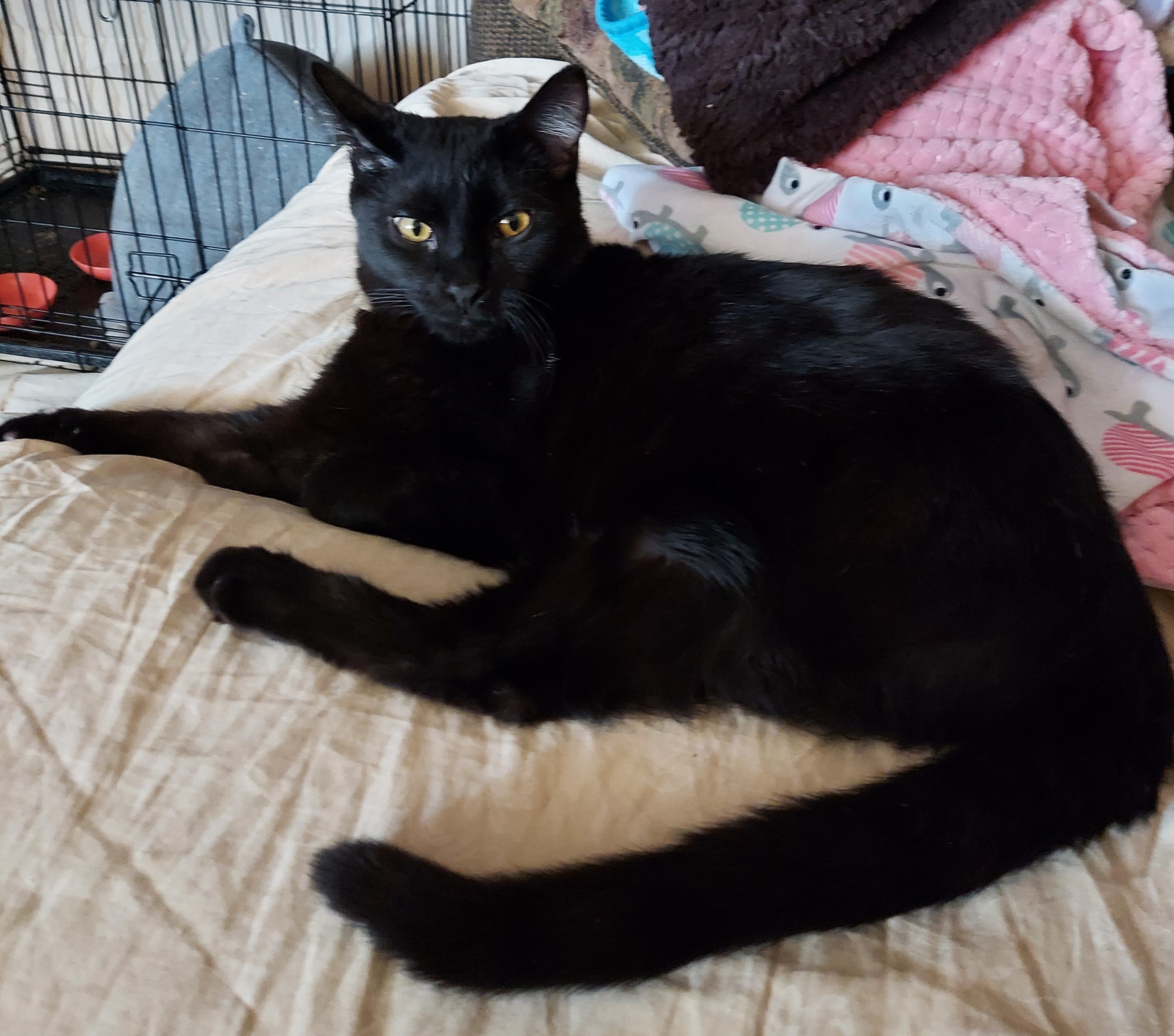 Enlarge Bodhi, a Adoptable American Shorthair in RIVERSIDE, CA image 3/6