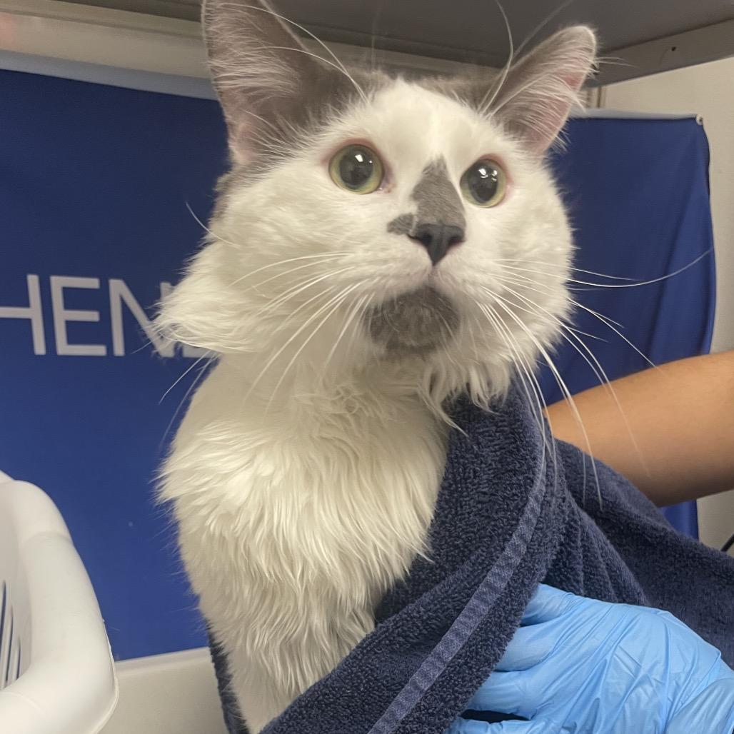Officer Clawhauser, a Adoptable Domestic Long Hair in Henderson, NV image 1/3