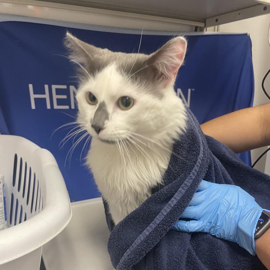 Officer Clawhauser, a Adoptable Domestic Long Hair in Henderson, NV image 2/3