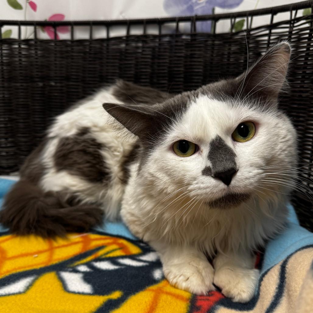 Officer Clawhauser, a Adoptable Domestic Long Hair in Henderson, NV image 3/3