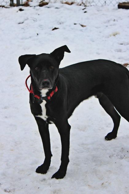 Butch — thumbnail 2