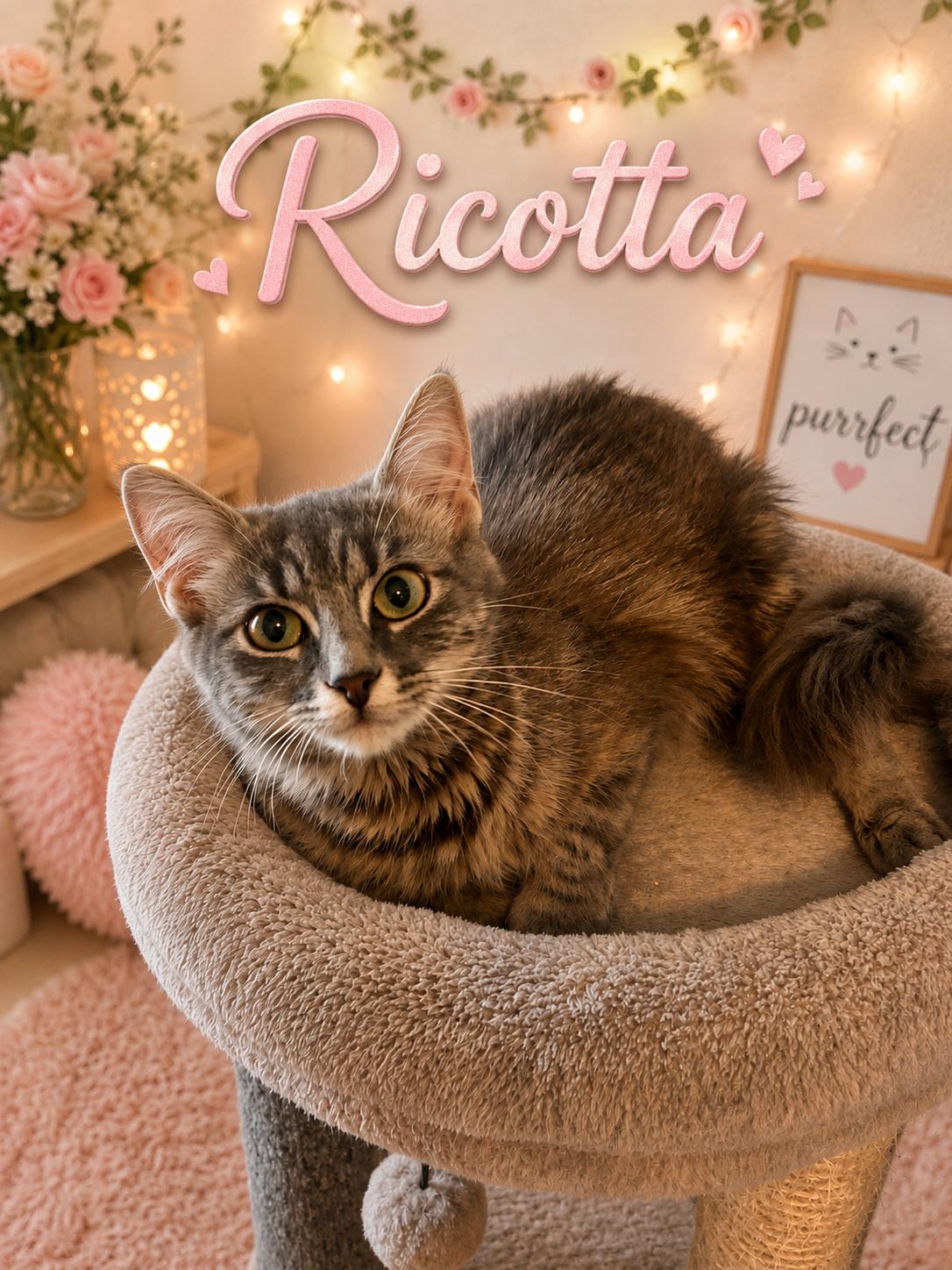 Enlarge Ricotta, a Adoptable Domestic Medium Hair in Dickinson, TX image 1/1
