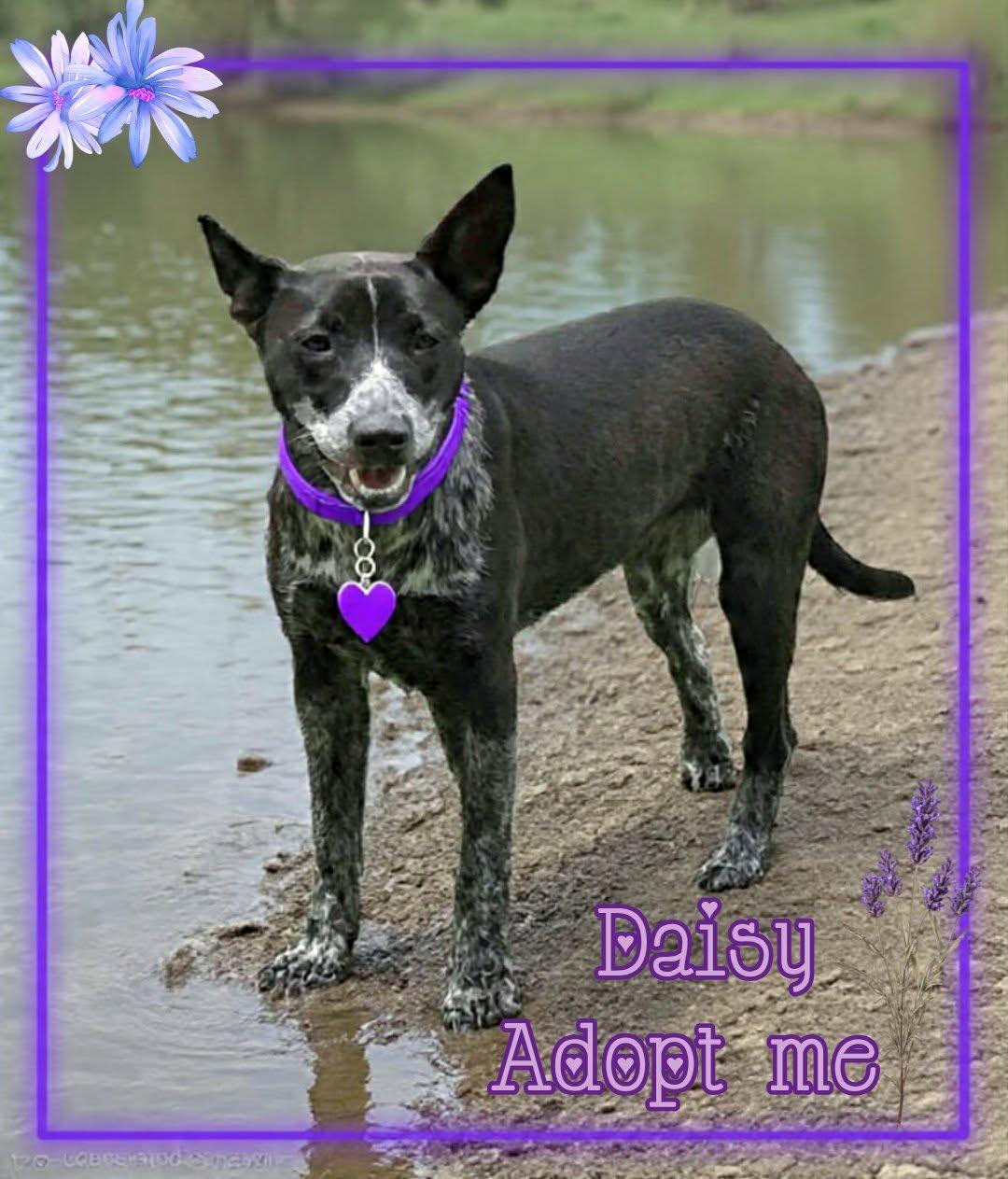 Enlarge Daisy, a ADOPTABLE Australian Cattle Dog / Blue Heeler in Grove, OK image 3/3