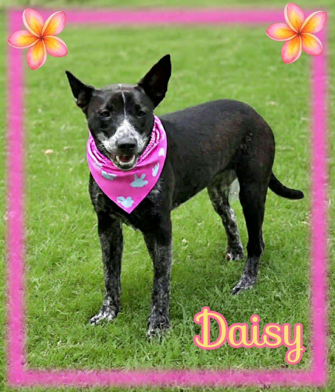 Enlarge Daisy, a ADOPTABLE Australian Cattle Dog / Blue Heeler in Grove, OK image 1/3