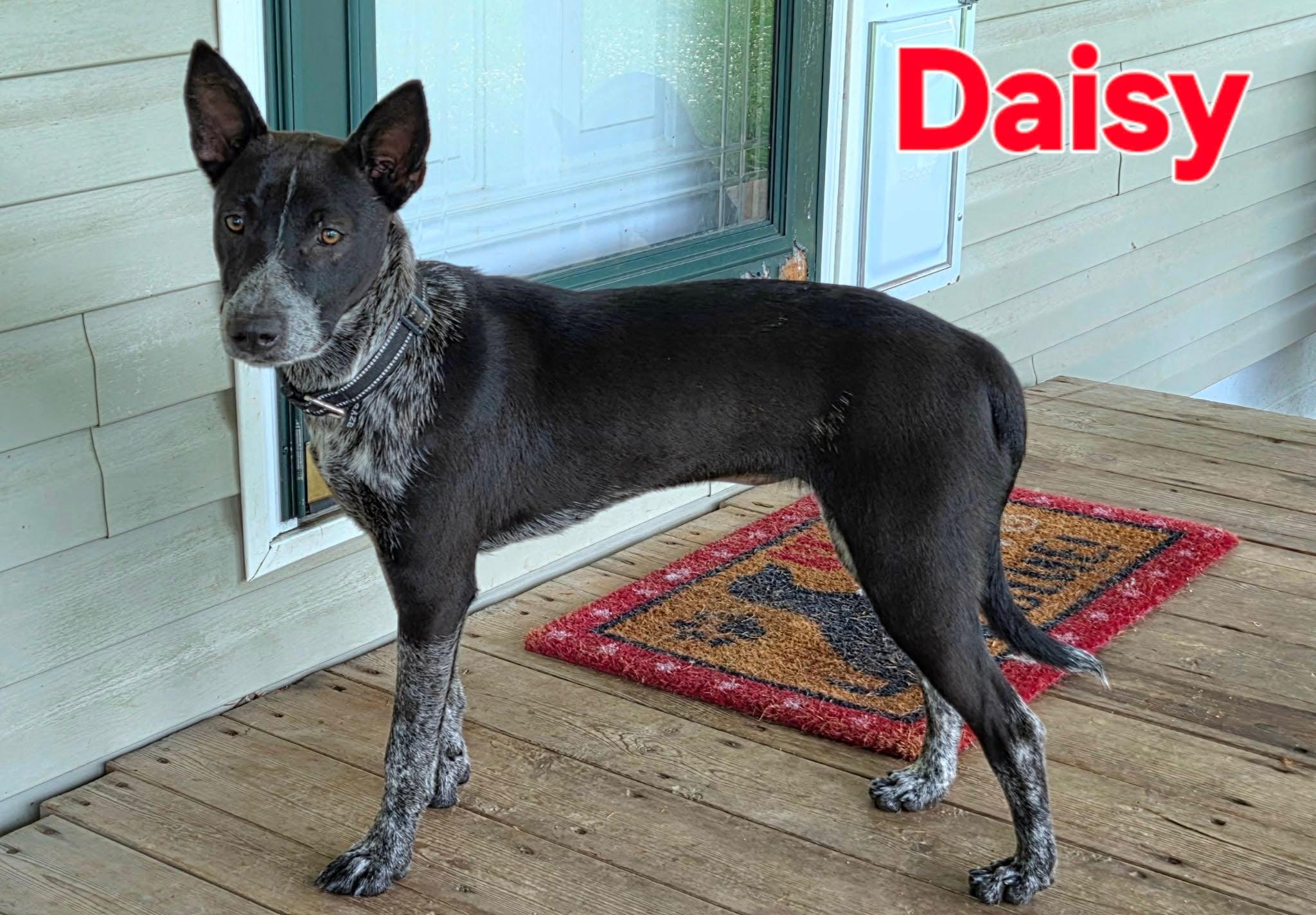 Enlarge Daisy, a ADOPTABLE Australian Cattle Dog / Blue Heeler in Grove, OK image 2/3