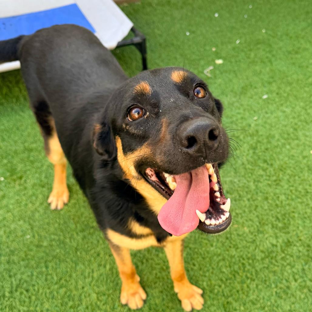 Joy, Adoptable, Adult Female German Shepherd Dog & Rottweiler.