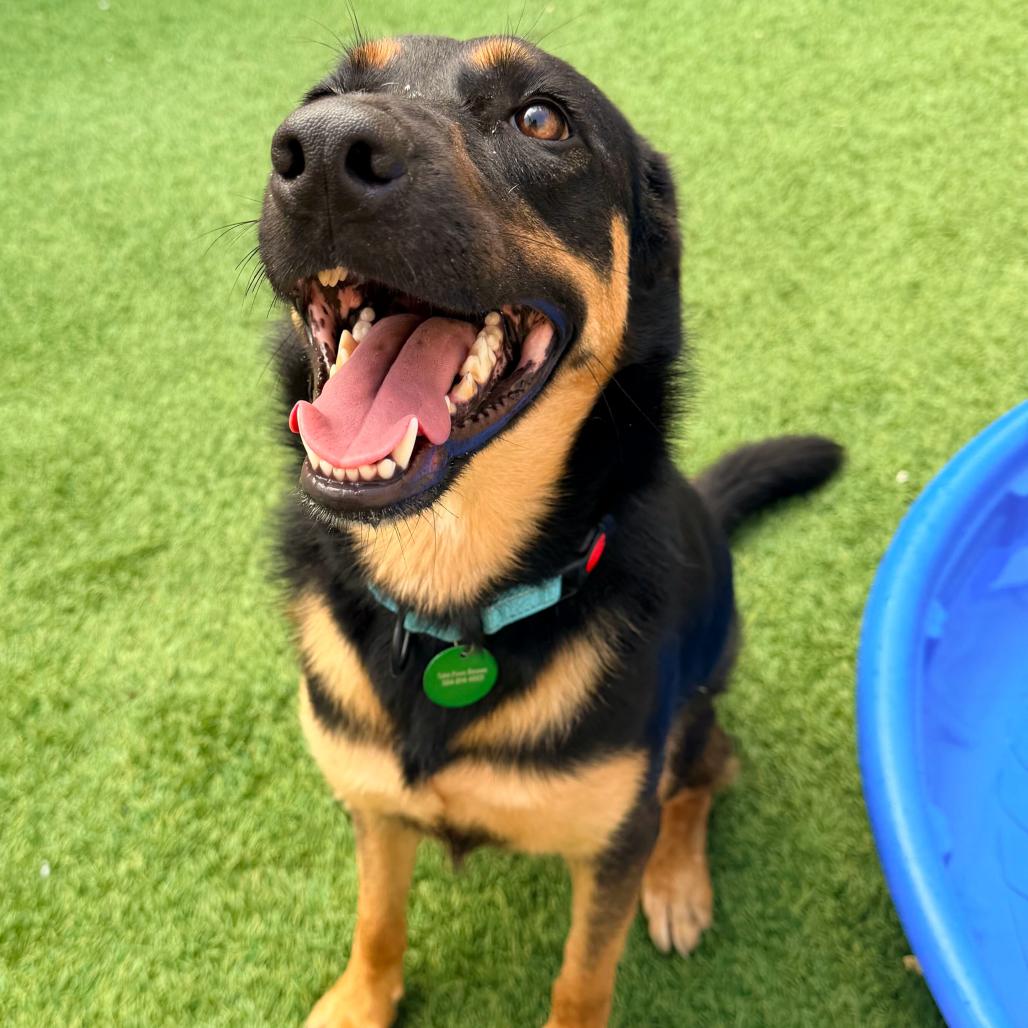 Enlarge Joy, a Adoptable mixed breed in New Orleans, LA image 2/6