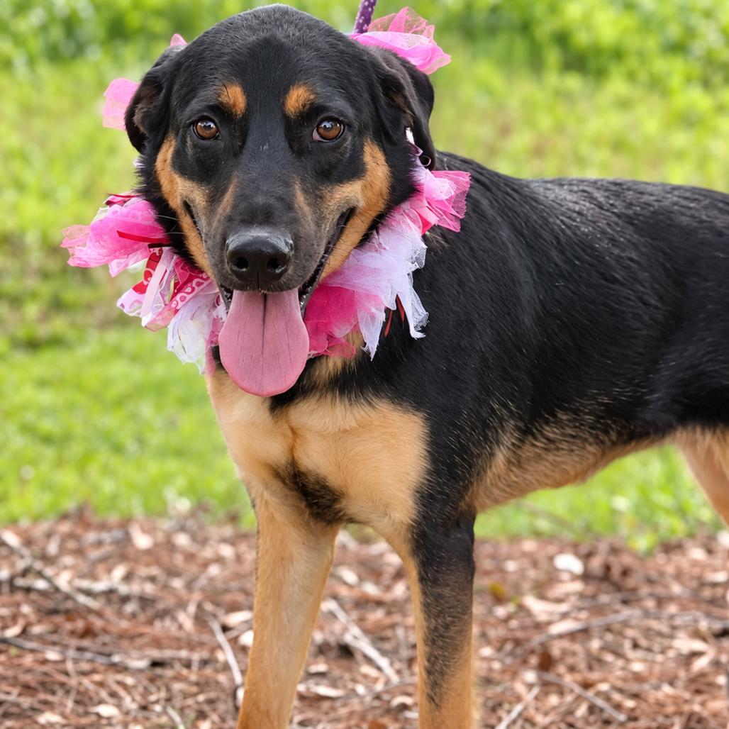 Enlarge Joy, a Adoptable mixed breed in New Orleans, LA image 3/6