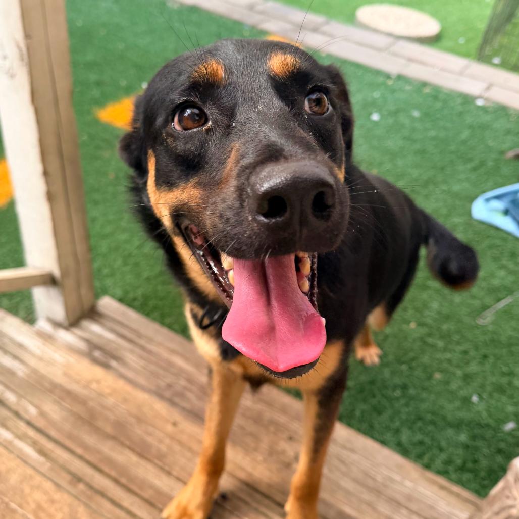 Enlarge Joy, a Adoptable mixed breed in New Orleans, LA image 4/6