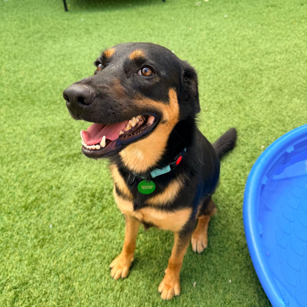 Enlarge Joy, a Adoptable mixed breed in New Orleans, LA image 5/6